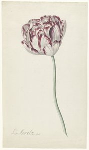 Tulp