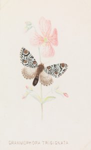 Grammophora Trisignata door Louis Prang
