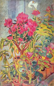 Azalea