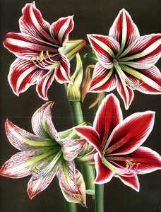AMARYLLIS HIPPEASTRA