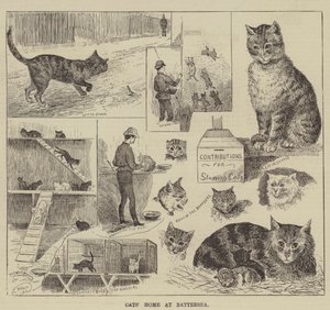 Kattenhuis in Battersea door Louis Wain