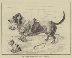 De Basset Hound Pallas II van Mr George Krehl door Louis Wain