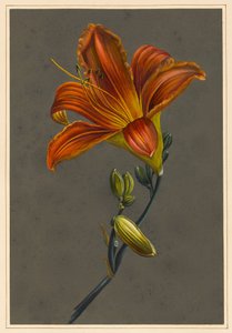 Hemorocallus (Daglelie) door Louise DOrleans