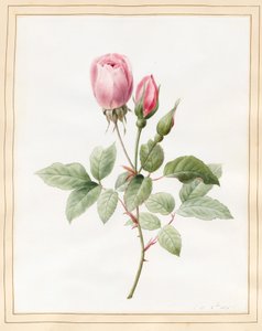 Roze roos en knoppen, 1826 door Louise DOrleans