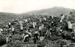 Thee plukken, landgoed in het binnenland, Ceylon, c.1900-1930 door Ltd. Ceylon Plâté