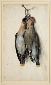 Twee dode pestvogels