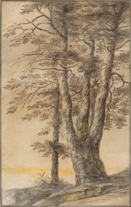 Studie van bomen