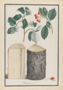 Studies van de bladeren, bloemen, vruchten en stam van een meelbes Sorbus subgenus Aria, 1788 door Ludwig Pfleger