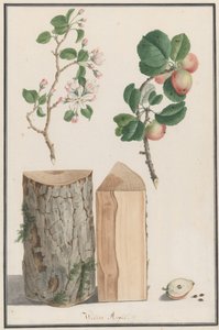 Studies van de stam, bloemen en fruit van een wilde appelboom Malus sylvestris, 1788