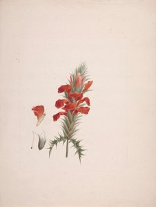 Acanthus Sennii Chiov.: afgewerkte tekening met toegevoegde details door Luigi Balugani