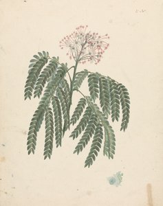 Albizia gummifera (J.F.Gmel.) C.A. Sm. (Gummy Albizia Tree): afgewerkte tekening met kleine variaties in bloeiwijze