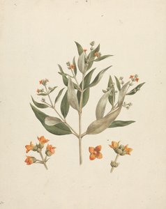 Avicennia marina (Forssk.) Vierh. (Witte Mangrove): afgewerkte tekening van bloeiende scheut met details van bloemen door Luigi Balugani