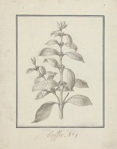 Coffea arabica L. (Arabica Koffie): afgewerkte tekening van bladrijke scheut en bessen door Luigi Balugani