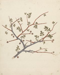 Commiphora gileadensis (L.) C. Chr. (Balsem van Gilead, Opobalsam): afgewerkte tekening van vruchtende tak door Luigi Balugani