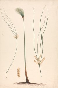 Cyperus papyrus L. (Papyrusriet): afgewerkte tekening van stoom en bloeiend hoofd, met details van bloeiwijze links en rechts door Luigi Balugani