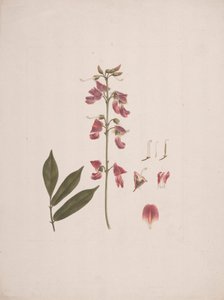 Millettia ferruginea (Hochst.) Baker: afgewerkte tekening met enkele details weggelaten door Luigi Balugani