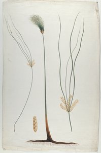 Papyrus (Plant en worteldetail), naar James Abyssinian Bruce (1730-94) door Luigi Balugani