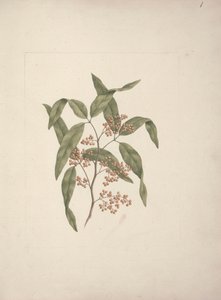 Rhus ? retinorrhoea Oliver: afgewerkte tekening