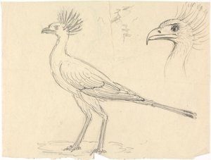 Secretarisvogel door Luigi Balugani