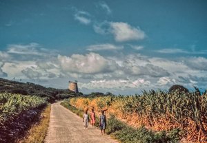 Nicaraguaanse vrouwen dragen manden met producten op hun hoofd op een landelijke weg tussen velden...