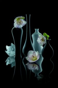 Elegante bloemengloed door Lydia Jacobs