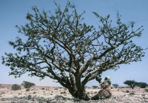 Man verzamelt de wierookhars van een Boswellia-boom in Oman