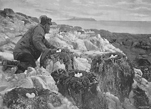 Aalscholvernesten, Farne-eilanden, ca. 1896