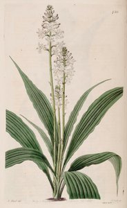 Illustratie van Calanthe triplicata (als syn. Calanthe veratrifolia) (plant) door M. Hart