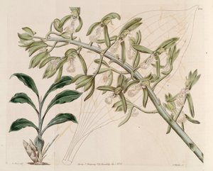 Illustratie van Catasetum cristatum door M. Hart