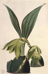 Orchidee: Maxillaria ciliaris, door M. Hart, gepubliceerd door I. Ridgway