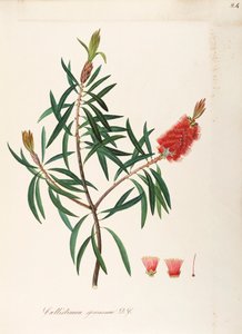 Albany Bottlebrush (Callistemon speciosum DC), Myrtaceae, Struik met blijvende bladeren, inheems in Australië door Maddalena Lisa Mussino