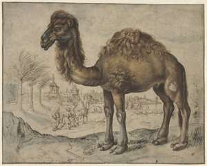 Dromedaris in een oosters landschap met een stad