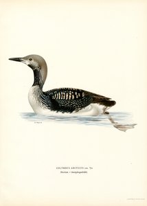 Geelsnavelduiker