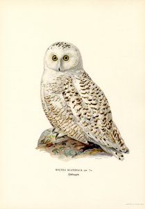 Sneeuwuil