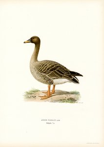 Rietgans
