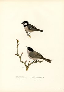 Zwarte Mees door Magnus Ferdinand and Wilhelm von Wright