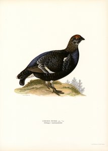 Korhoen