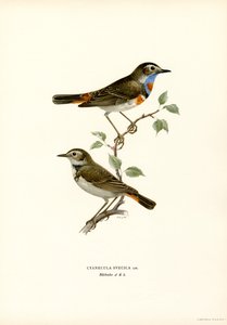 Blauwborst