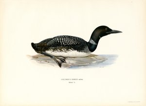 IJsduiker door Magnus Ferdinand and Wilhelm von Wright