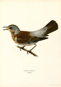 Kramsvogel door Magnus Ferdinand and Wilhelm von Wright