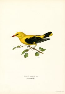 Wielewaal