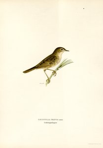 Sprinkhaanzanger