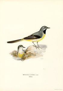 Grote gele kwikstaart door Magnus Ferdinand and Wilhelm von Wright