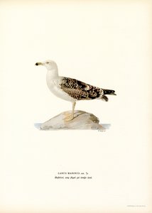 Grote Mantelmeeuw door Magnus Ferdinand and Wilhelm von Wright