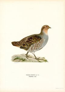 Patrijs