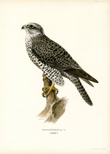 Giervalk
