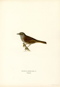 Heggenmus