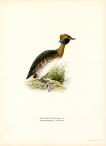 Kuifduiker