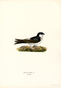 Huiszwaluw