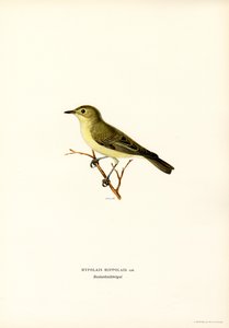 Spotvogel